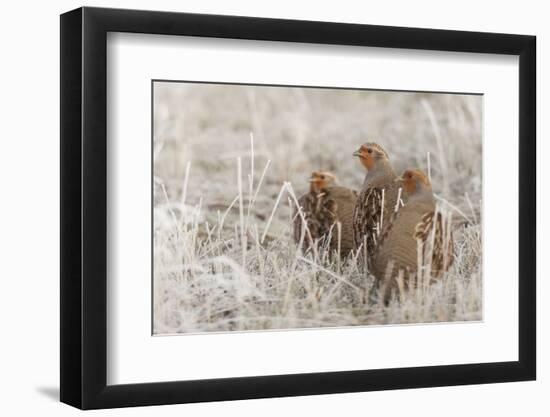 Gray partridge covey-Ken Archer-Framed Photographic Print