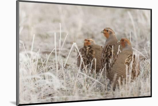 Gray partridge covey-Ken Archer-Mounted Photographic Print