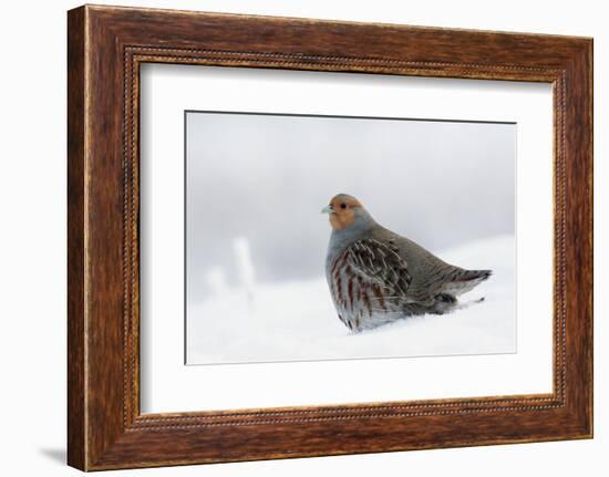 Gray Partridge-Ken Archer-Framed Photographic Print