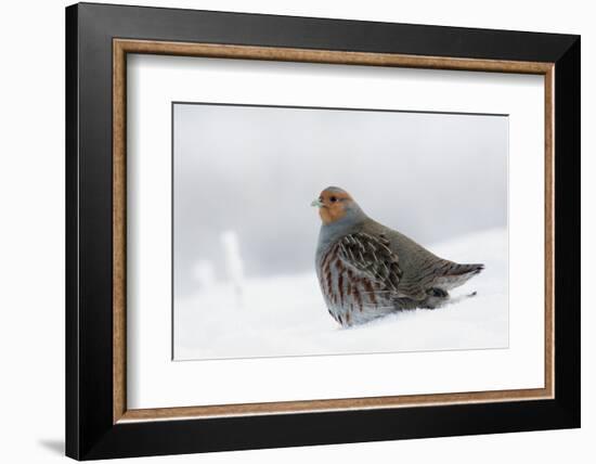 Gray Partridge-Ken Archer-Framed Photographic Print