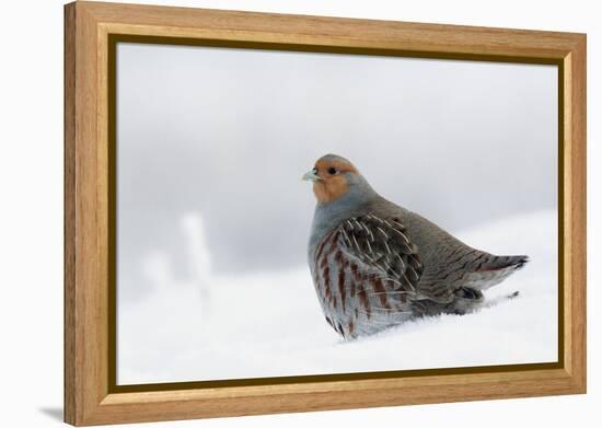 Gray Partridge-Ken Archer-Framed Premier Image Canvas