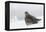 Gray Partridge-Ken Archer-Framed Premier Image Canvas