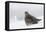 Gray Partridge-Ken Archer-Framed Premier Image Canvas