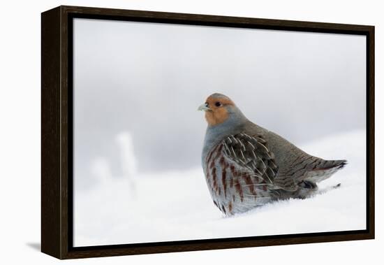 Gray Partridge-Ken Archer-Framed Premier Image Canvas