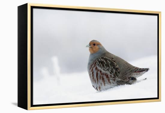 Gray Partridge-Ken Archer-Framed Premier Image Canvas