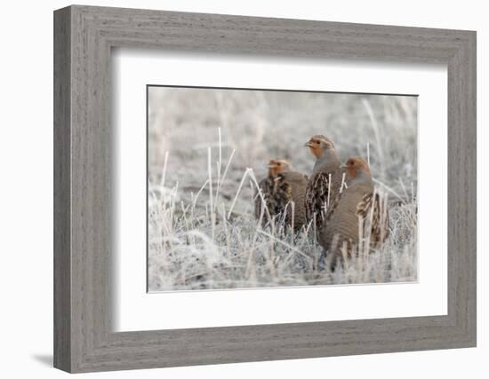 Gray Partridge-Ken Archer-Framed Photographic Print