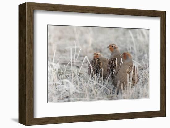 Gray Partridge-Ken Archer-Framed Photographic Print