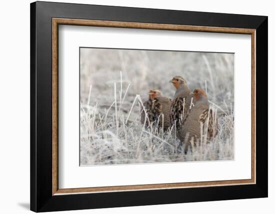 Gray Partridge-Ken Archer-Framed Photographic Print