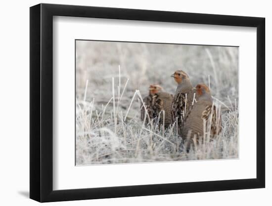 Gray Partridge-Ken Archer-Framed Photographic Print