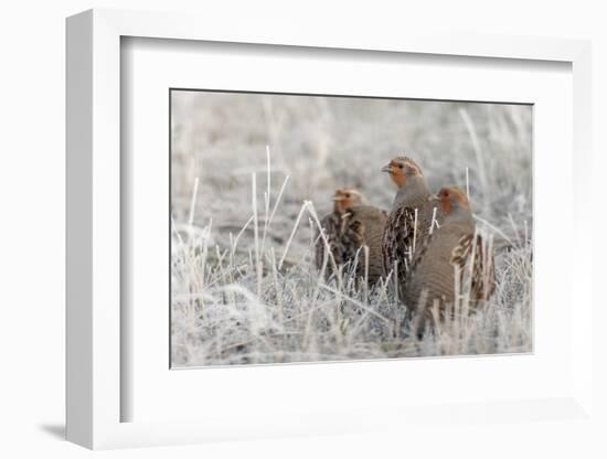 Gray Partridge-Ken Archer-Framed Photographic Print