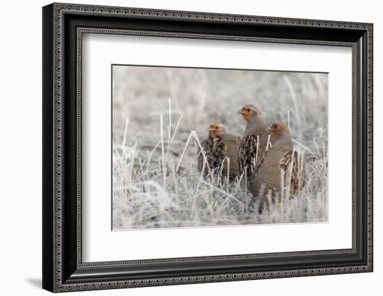 Gray Partridge-Ken Archer-Framed Photographic Print