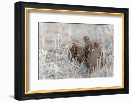 Gray Partridge-Ken Archer-Framed Photographic Print