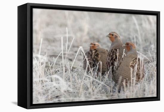 Gray Partridge-Ken Archer-Framed Premier Image Canvas