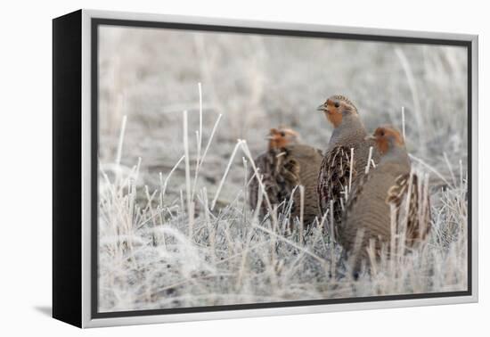 Gray Partridge-Ken Archer-Framed Premier Image Canvas