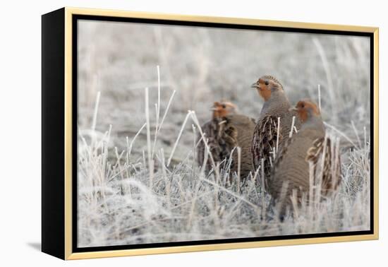 Gray Partridge-Ken Archer-Framed Premier Image Canvas