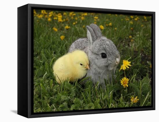 Gray Rabbit Bunny Baby and Yellow Chick Best Friends-Richard Peterson-Framed Premier Image Canvas