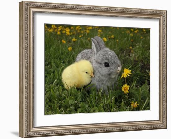 Gray Rabbit Bunny Baby and Yellow Chick Best Friends-Richard Peterson-Framed Photographic Print