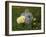 Gray Rabbit Bunny Baby and Yellow Chick Best Friends-Richard Peterson-Framed Photographic Print