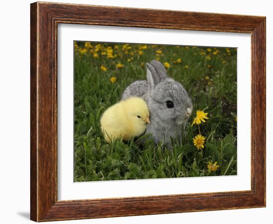 Gray Rabbit Bunny Baby and Yellow Chick Best Friends-Richard Peterson-Framed Photographic Print