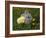 Gray Rabbit Bunny Baby and Yellow Chick Best Friends-Richard Peterson-Framed Photographic Print