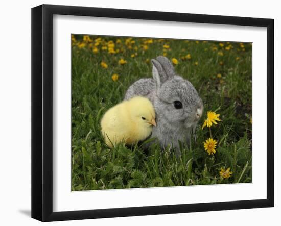 Gray Rabbit Bunny Baby and Yellow Chick Best Friends-Richard Peterson-Framed Photographic Print