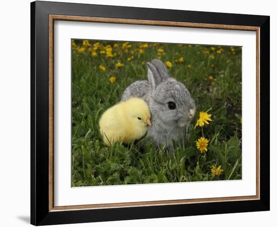 Gray Rabbit Bunny Baby and Yellow Chick Best Friends-Richard Peterson-Framed Photographic Print