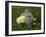 Gray Rabbit Bunny Baby and Yellow Chick Best Friends-Richard Peterson-Framed Photographic Print