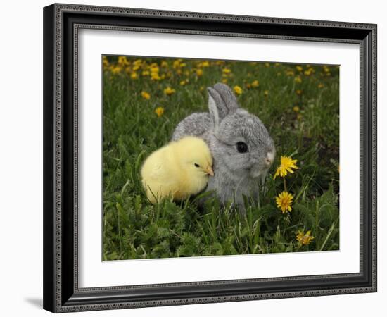 Gray Rabbit Bunny Baby and Yellow Chick Best Friends-Richard Peterson-Framed Photographic Print