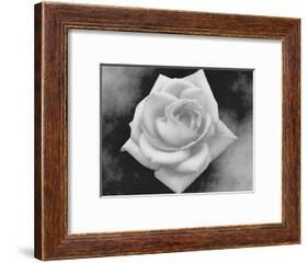 Gray Rose on Gray Background-Rich LaPenna-Framed Photographic Print