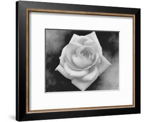 Gray Rose on Gray Background-Rich LaPenna-Framed Photographic Print