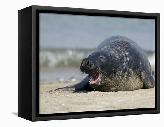 Gray Seal (Grey Seal), Halichoerus Grypus, Heligoland, Germany, Europe-Thorsten Milse-Framed Premier Image Canvas