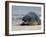 Gray Seal (Grey Seal), Halichoerus Grypus, Heligoland, Germany, Europe-Thorsten Milse-Framed Photographic Print