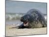 Gray Seal (Grey Seal), Halichoerus Grypus, Heligoland, Germany, Europe-Thorsten Milse-Mounted Photographic Print