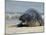 Gray Seal (Grey Seal), Halichoerus Grypus, Heligoland, Germany, Europe-Thorsten Milse-Mounted Photographic Print