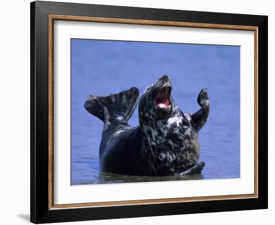 Gray Seal, (Halichoerus Grypus), Helgoland, Schleswig-Holstein, Germany-Thorsten Milse-Framed Photographic Print