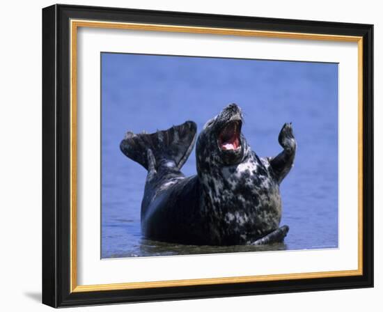 Gray Seal, (Halichoerus Grypus), Helgoland, Schleswig-Holstein, Germany-Thorsten Milse-Framed Photographic Print