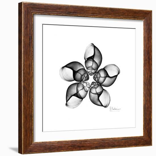 Gray Snail Shells 1-Albert Koetsier-Framed Art Print