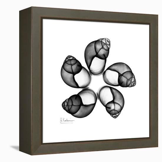 Gray Snail Shells 2-Albert Koetsier-Framed Stretched Canvas