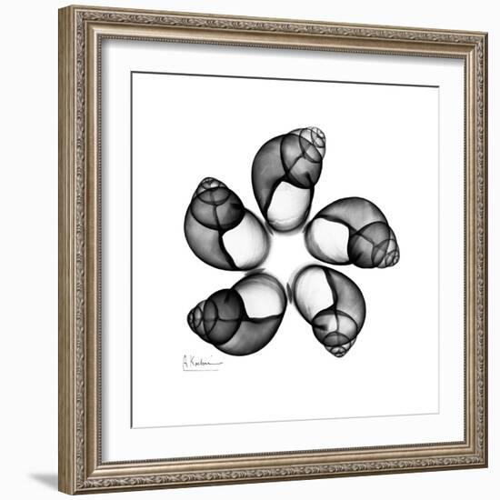 Gray Snail Shells 2-Albert Koetsier-Framed Art Print