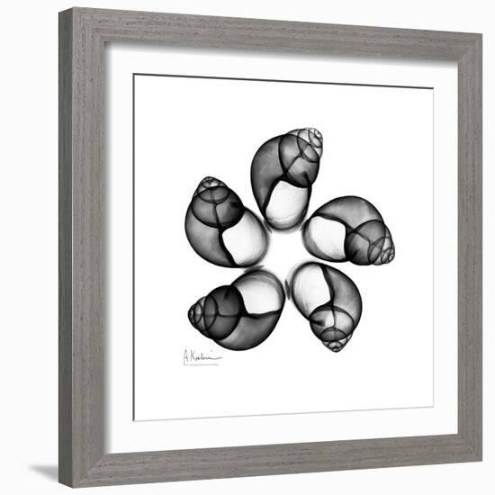 Gray Snail Shells 2-Albert Koetsier-Framed Art Print