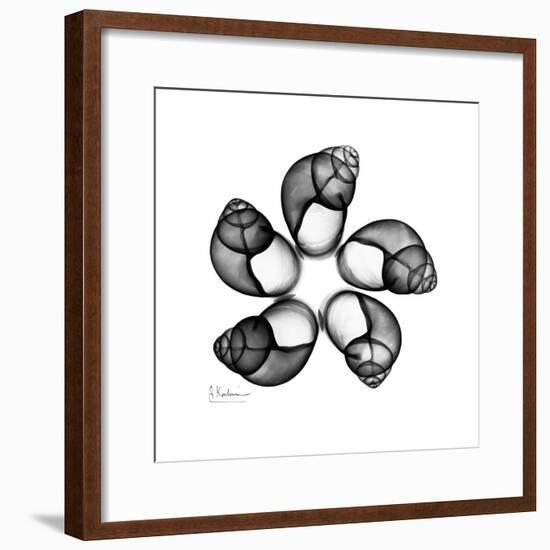 Gray Snail Shells 2-Albert Koetsier-Framed Art Print