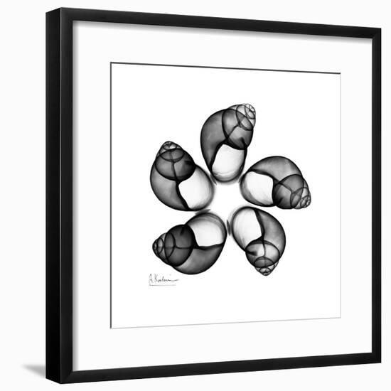 Gray Snail Shells 2-Albert Koetsier-Framed Art Print