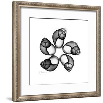Gray Snail Shells 2-Albert Koetsier-Framed Art Print