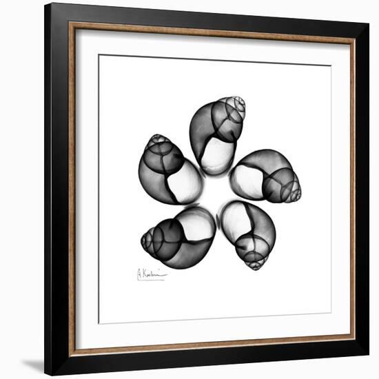 Gray Snail Shells 2-Albert Koetsier-Framed Art Print