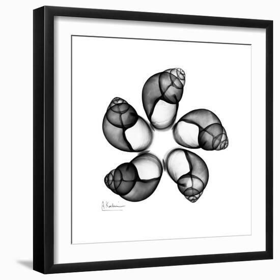 Gray Snail Shells 2-Albert Koetsier-Framed Art Print