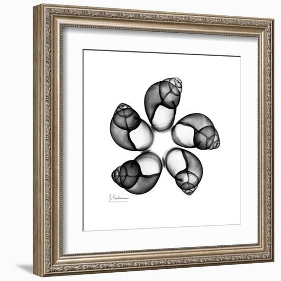 Gray Snail Shells 2-Albert Koetsier-Framed Art Print