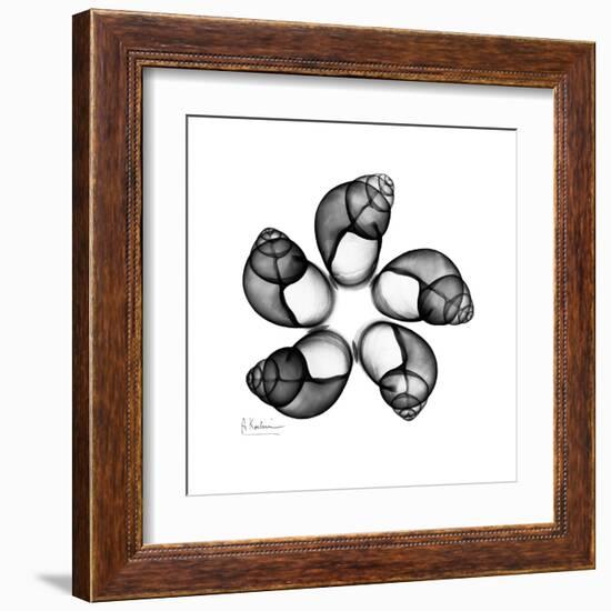 Gray Snail Shells 2-Albert Koetsier-Framed Art Print