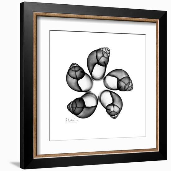 Gray Snail Shells 2-Albert Koetsier-Framed Art Print