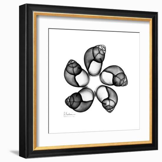 Gray Snail Shells 2-Albert Koetsier-Framed Art Print