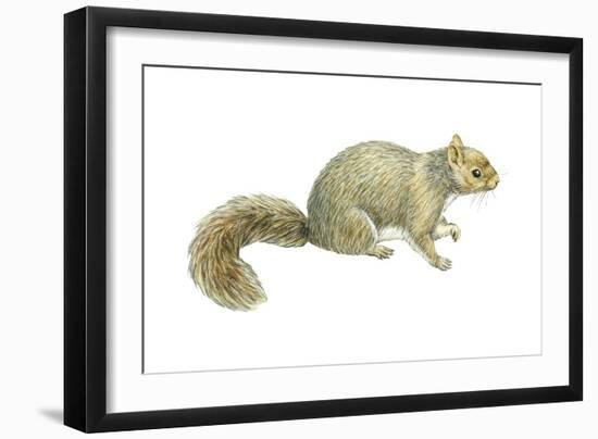 Gray Squirrel (Sciurus Carolinensis), Mammals-Encyclopaedia Britannica-Framed Art Print